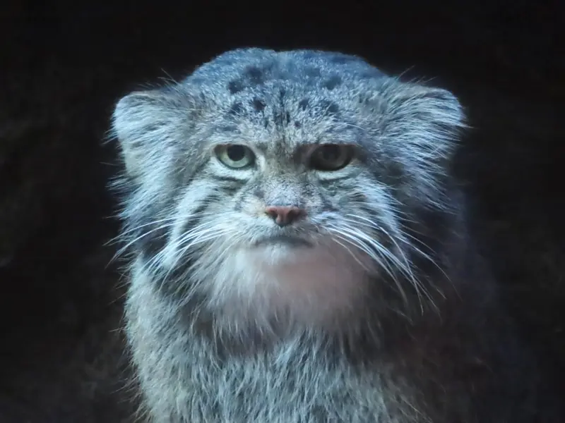 恩賜上野動物園のクリョンの写真