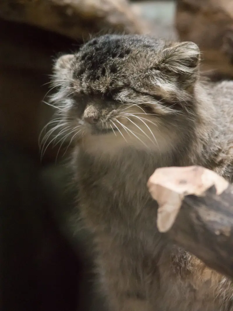 恩賜上野動物園のプリームラの写真