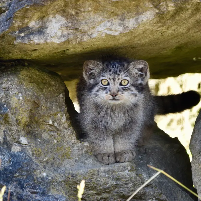 ポート・リムプネ・ワイルド・アニマル・パークのナムーの子猫 b. 2026 Ⅰの写真