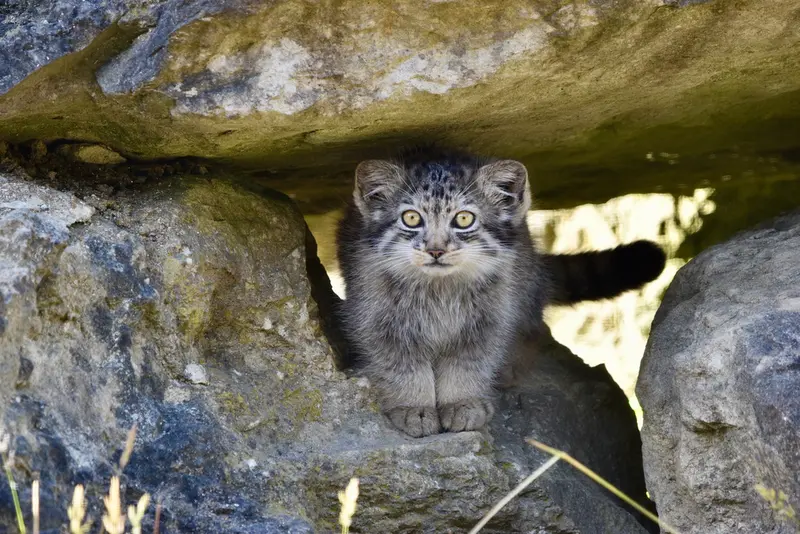 ポート・リムプネ・ワイルド・アニマル・パークのナムーの子猫 b. 2026 Ⅰの写真