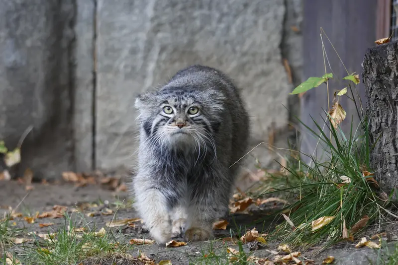 モスクワ動物園のティモフェイの写真