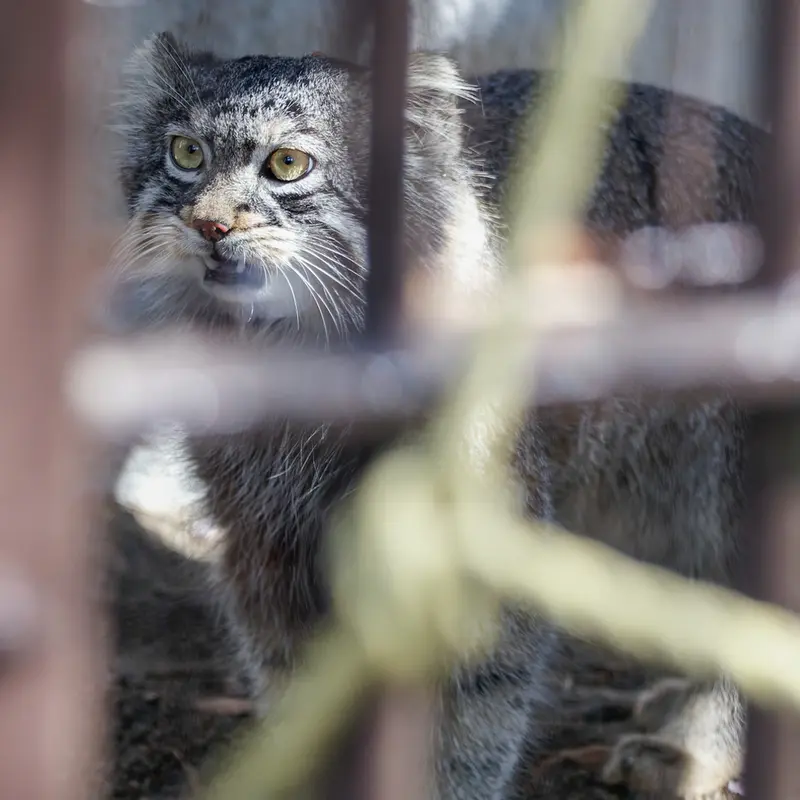 野毛山動物園のフィーガの写真