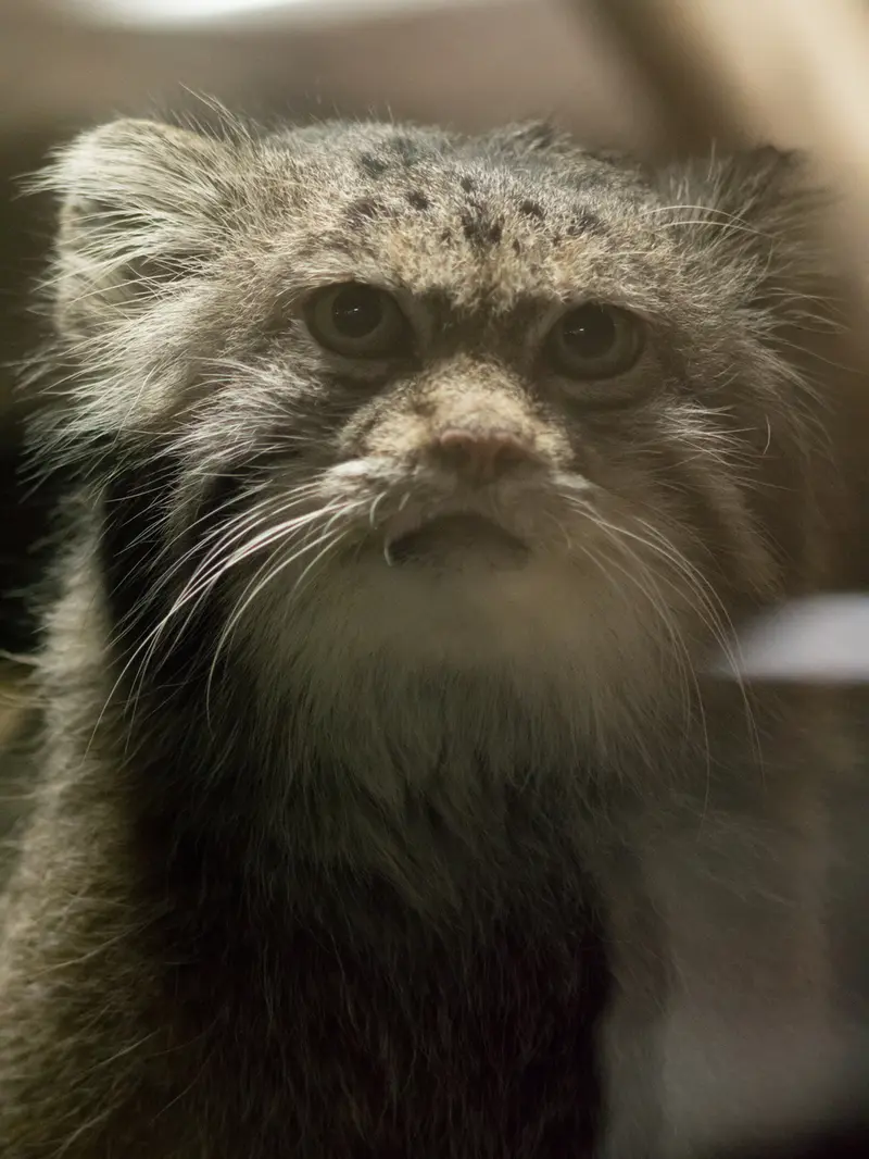 恩賜上野動物園のクリョンの写真