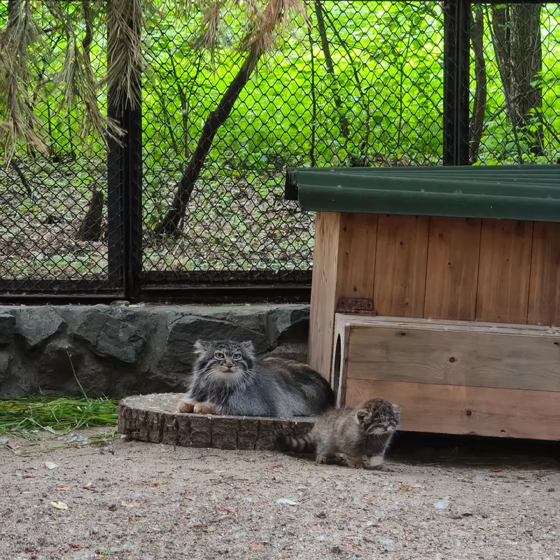 ノヴォシビルスク動物園のアデルの写真