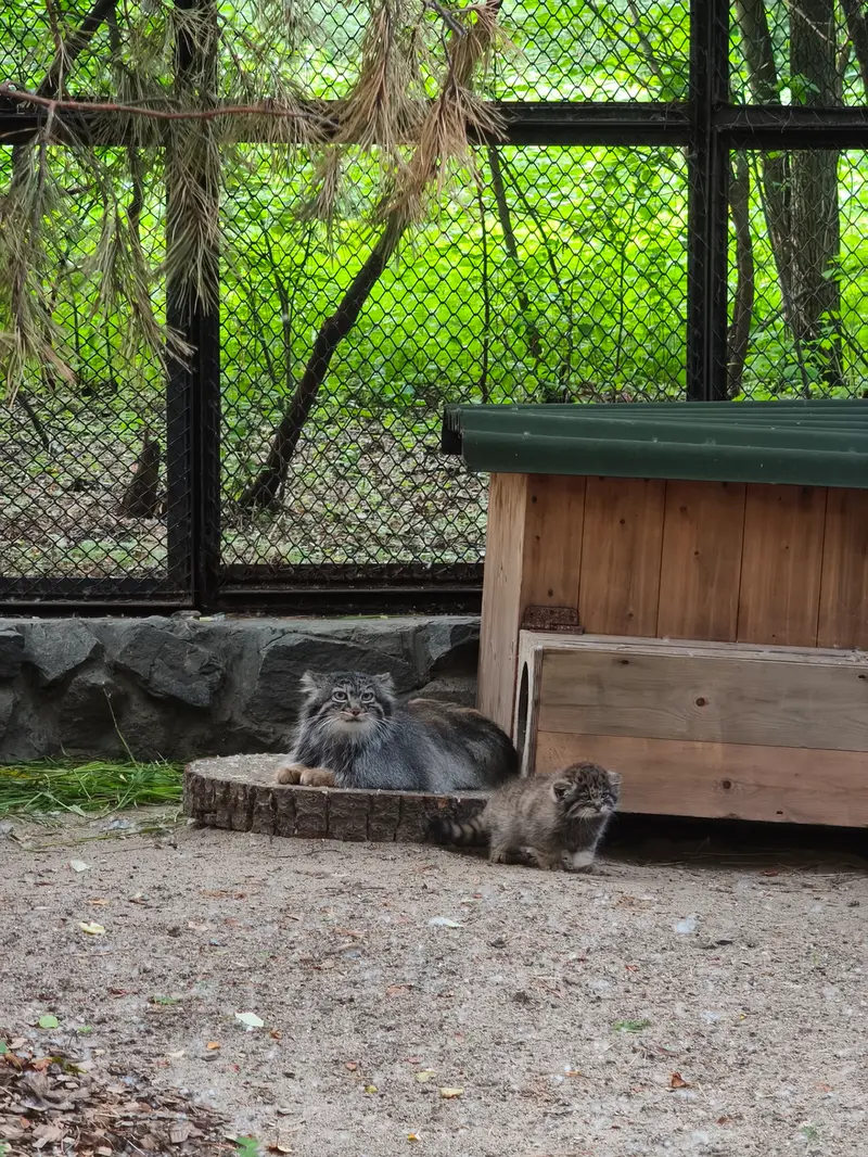 ノヴォシビルスク動物園のアデルの写真