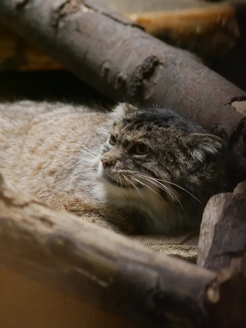恩賜上野動物園のプリームラの写真