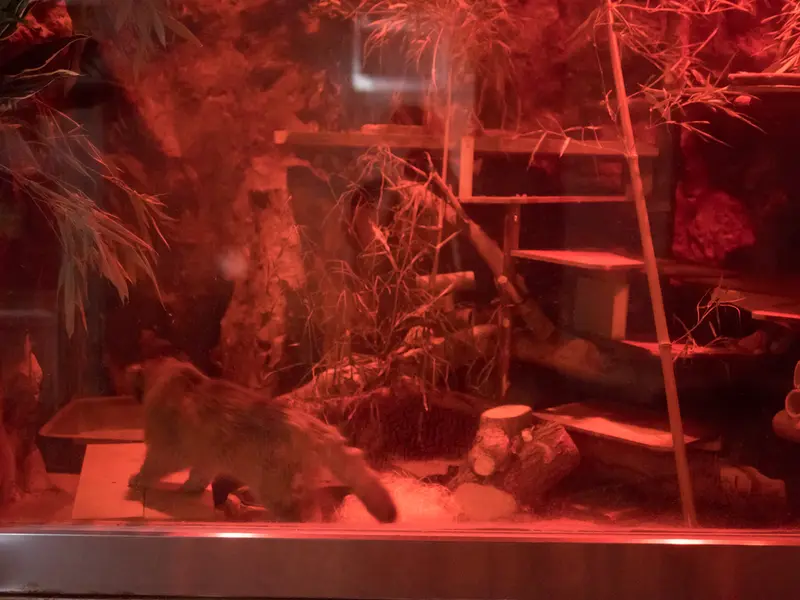 恩賜上野動物園のナイマの写真