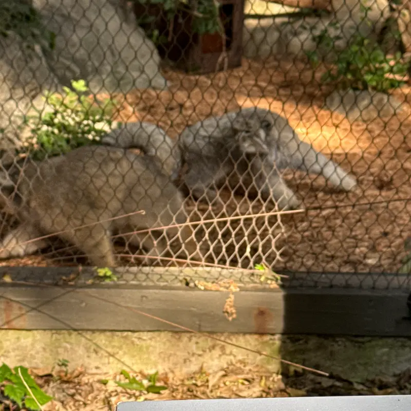 プロスペクト・パーク動物園のサルナイとバトゥの写真