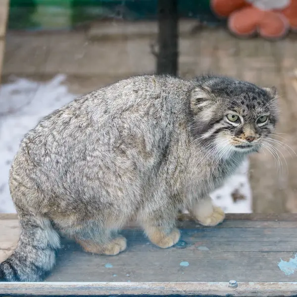 青海チベット高原野生動物園のスン・シャオメイの写真