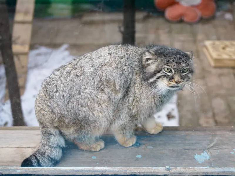 青海チベット高原野生動物園のスン・シャオメイの写真
