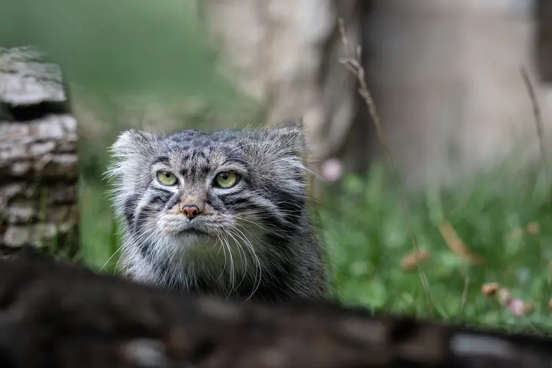 モスクワ動物園のティモフェイの写真