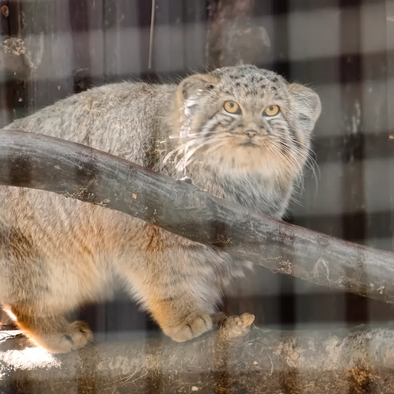 コシツェ動物園のアラニの子（2026年生まれ）Ⅰの写真