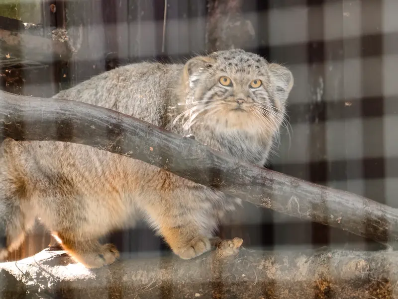 コシツェ動物園のアラニの子（2026年生まれ）Ⅰの写真