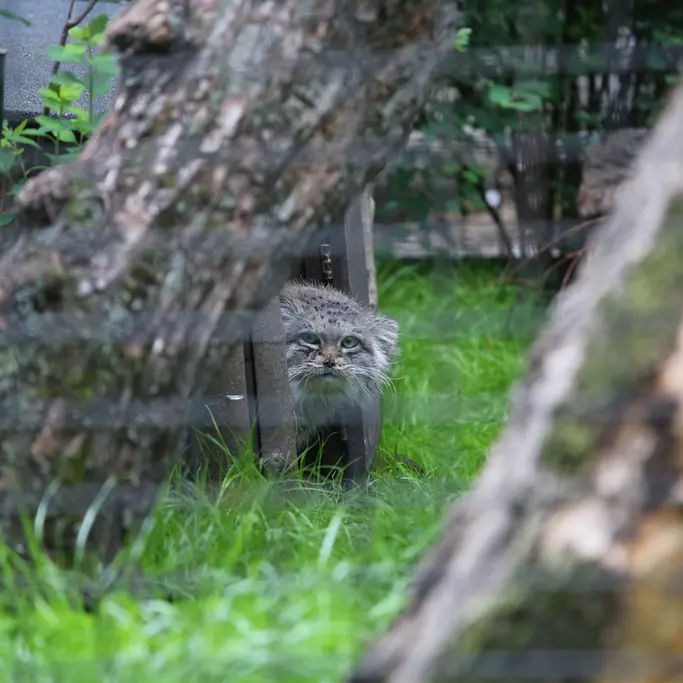 ワルシャワ動物園のジェシーの写真