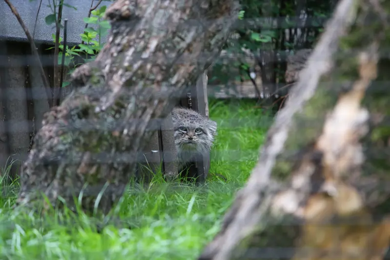 ワルシャワ動物園のジェシーの写真