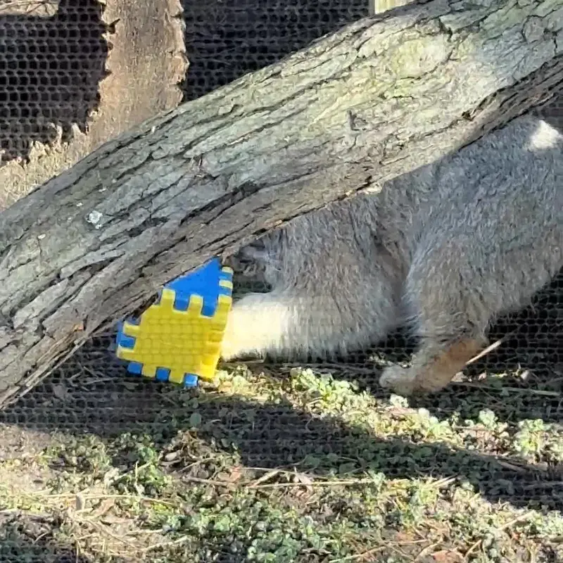 ポッター・パーク動物園のマヌルネコの写真
