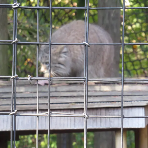 スミソニアン国立動物園のアカルの写真