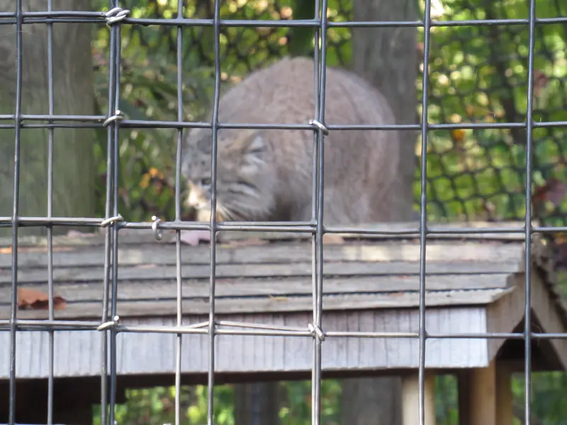 スミソニアン国立動物園のアカルの写真