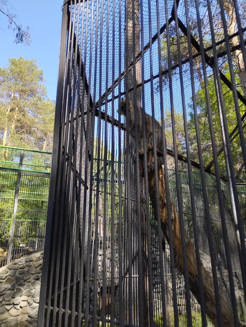 ノヴォシビルスク動物園のマヌルネコの写真