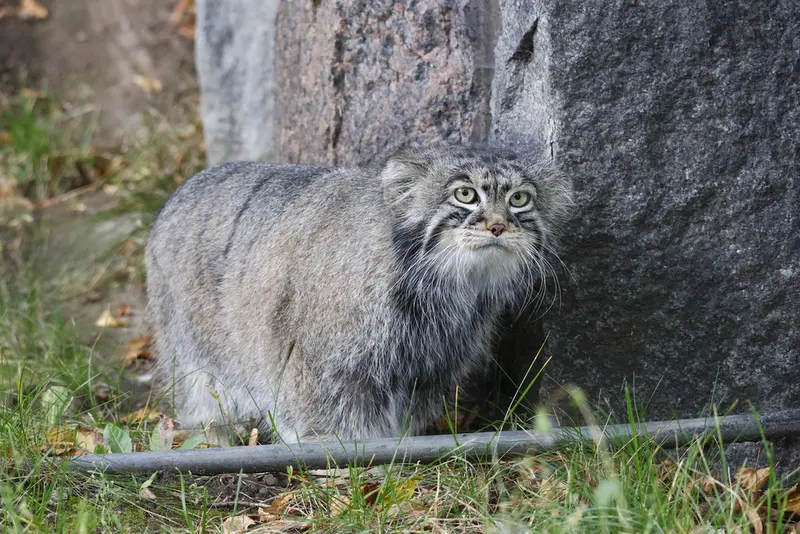 モスクワ動物園のティモフェイの写真