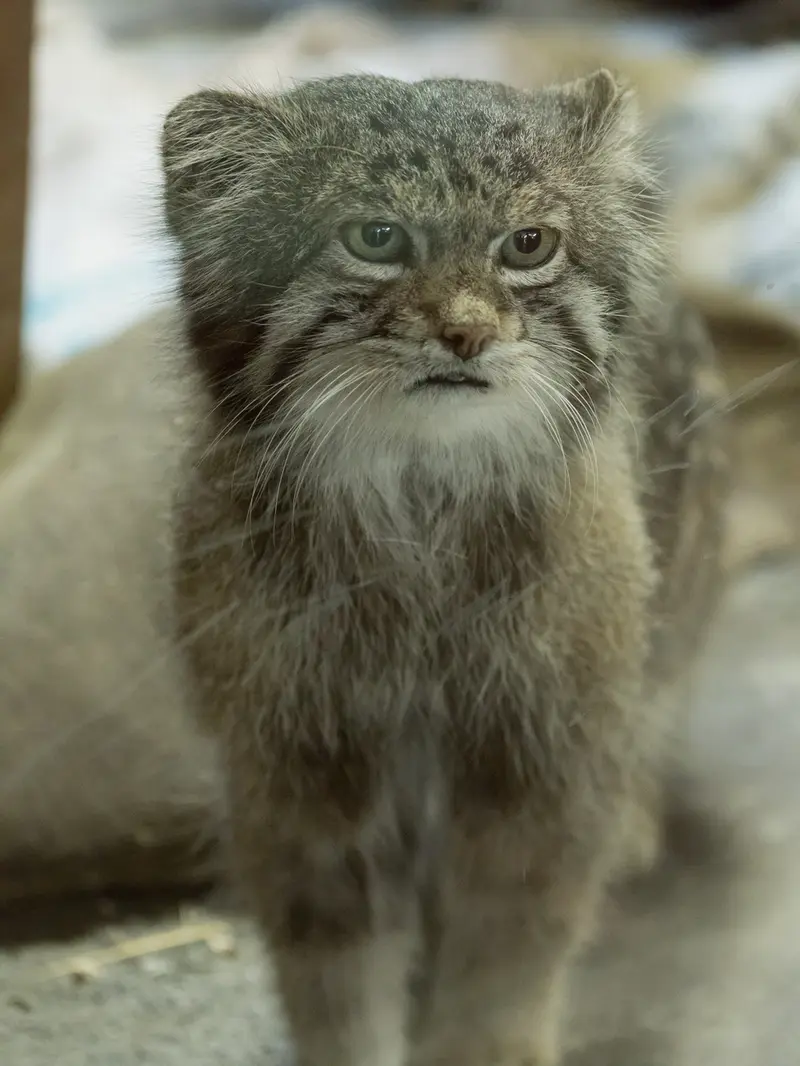 恩賜上野動物園のクリョンの写真