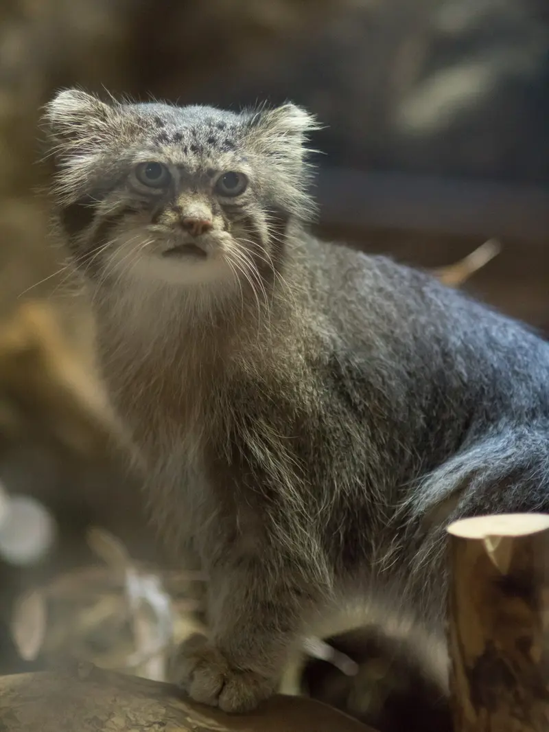 恩賜上野動物園のクリョンの写真