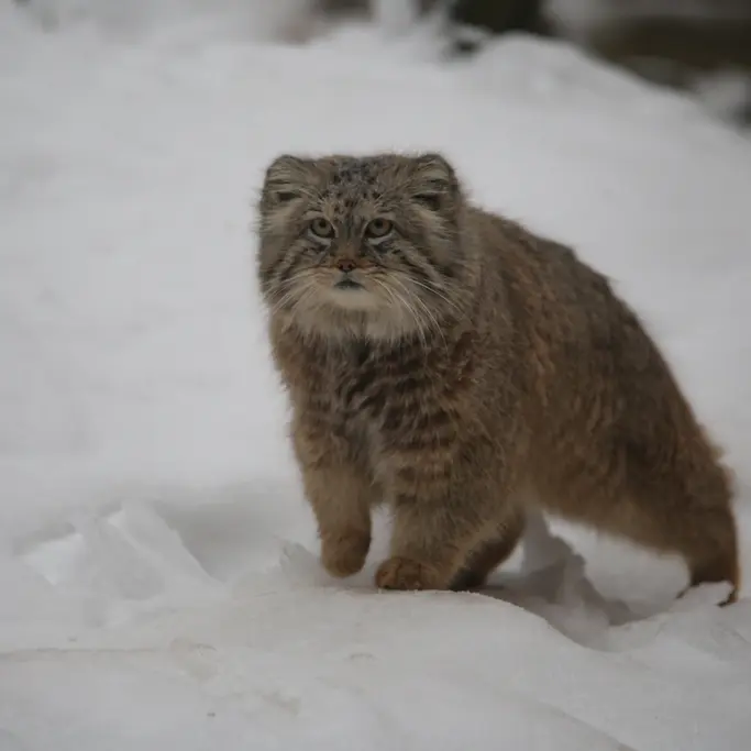 グダニスク動物園のマヌエルの写真