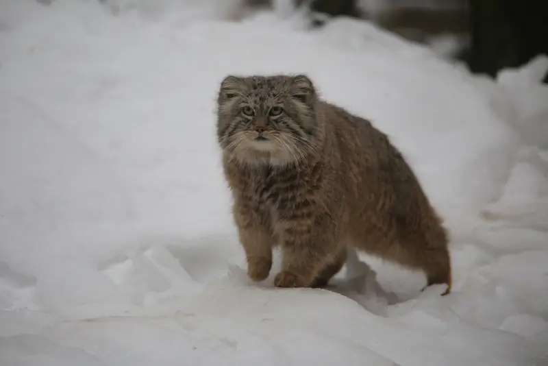グダニスク動物園のマヌエルの写真