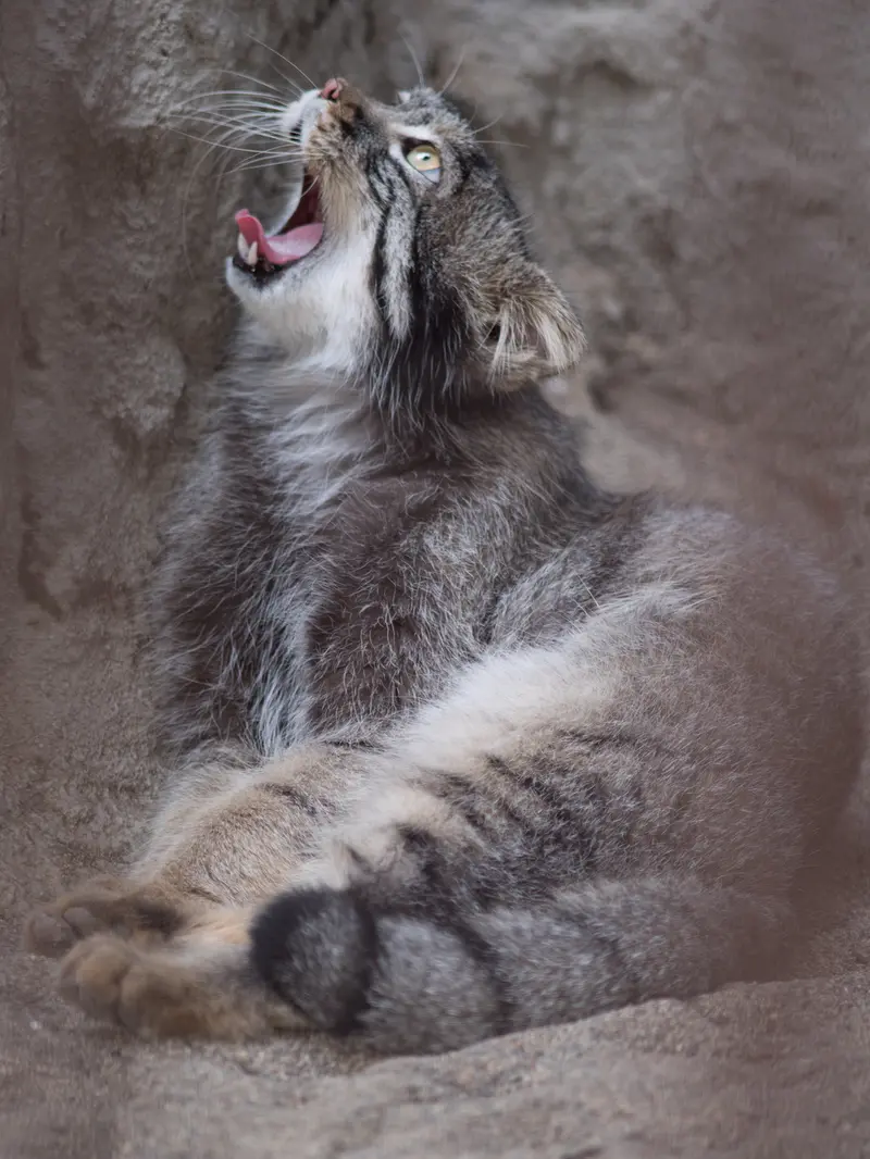 野毛山動物園のフィーガの写真