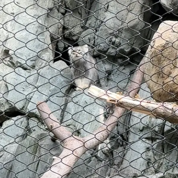 ウッドランド・パーク動物園のマヌルネコの写真