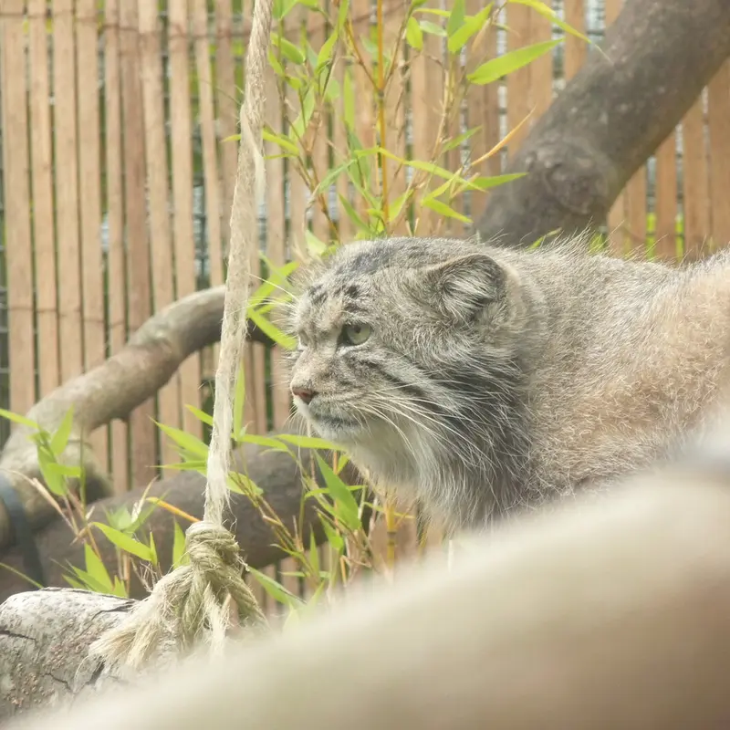 エディンバラ動物園のアキコの写真