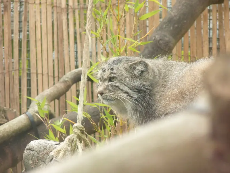 エディンバラ動物園のアキコの写真