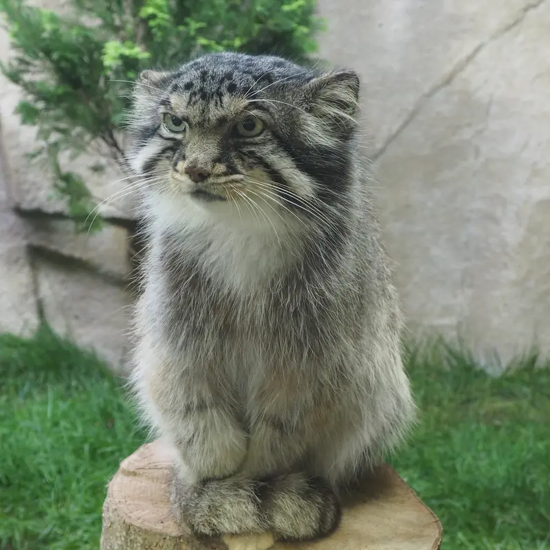 那須どうぶつ王国のボルの写真