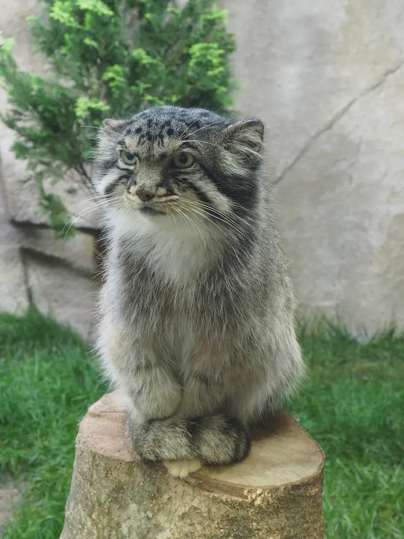 那須どうぶつ王国のボルの写真