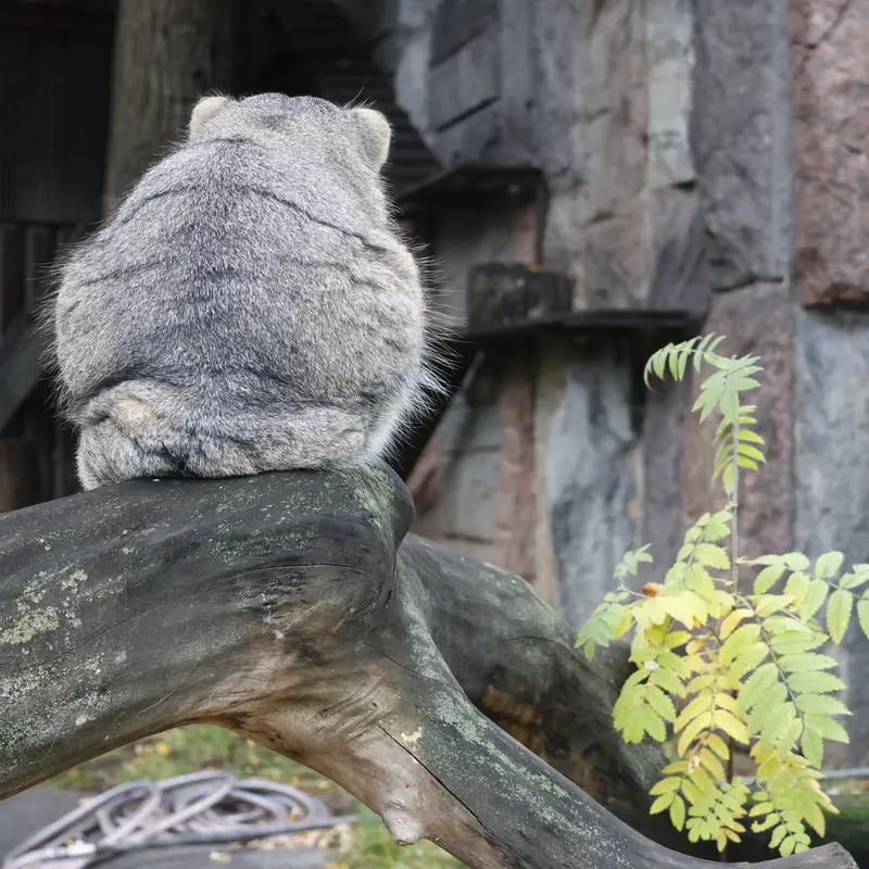 モスクワ動物園のティモフェイの写真