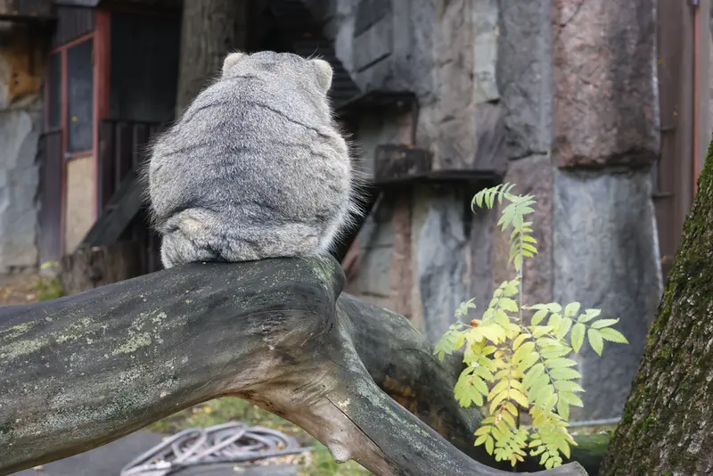 モスクワ動物園のティモフェイの写真