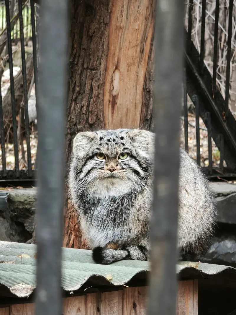 ノヴォシビルスク動物園のカトゥンの写真