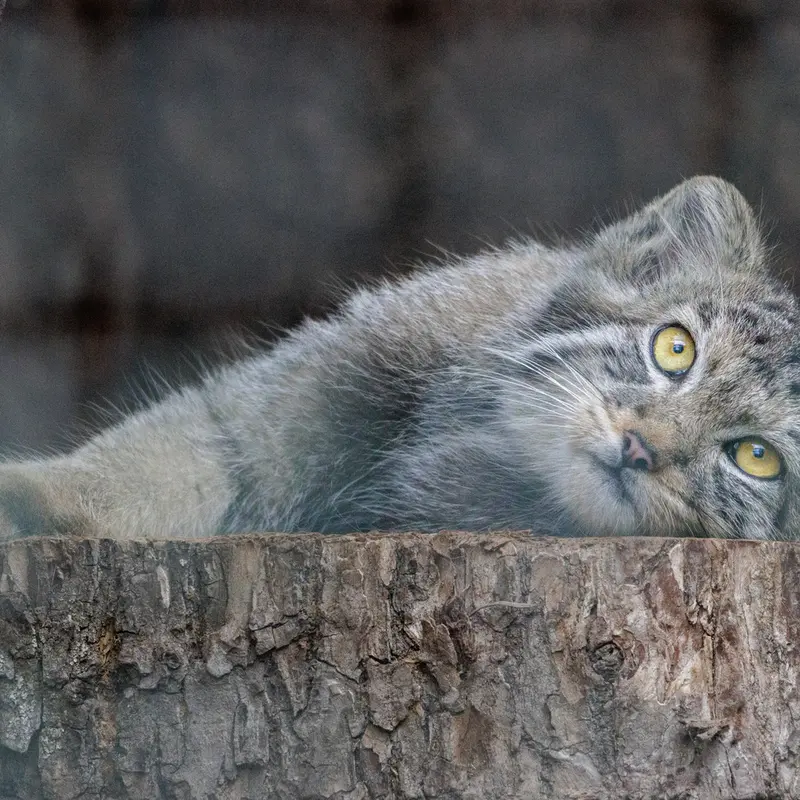 レニングラード動物園のアクサの写真