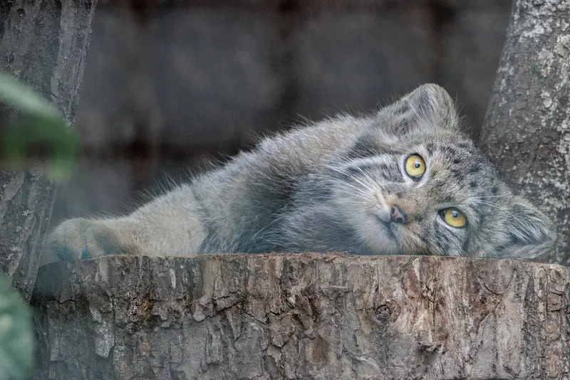 レニングラード動物園のアクサの写真