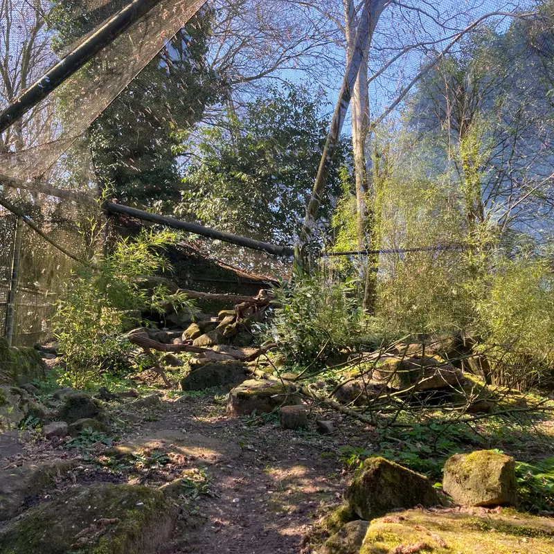 ロッテルダム動物園のマヌルネコの写真