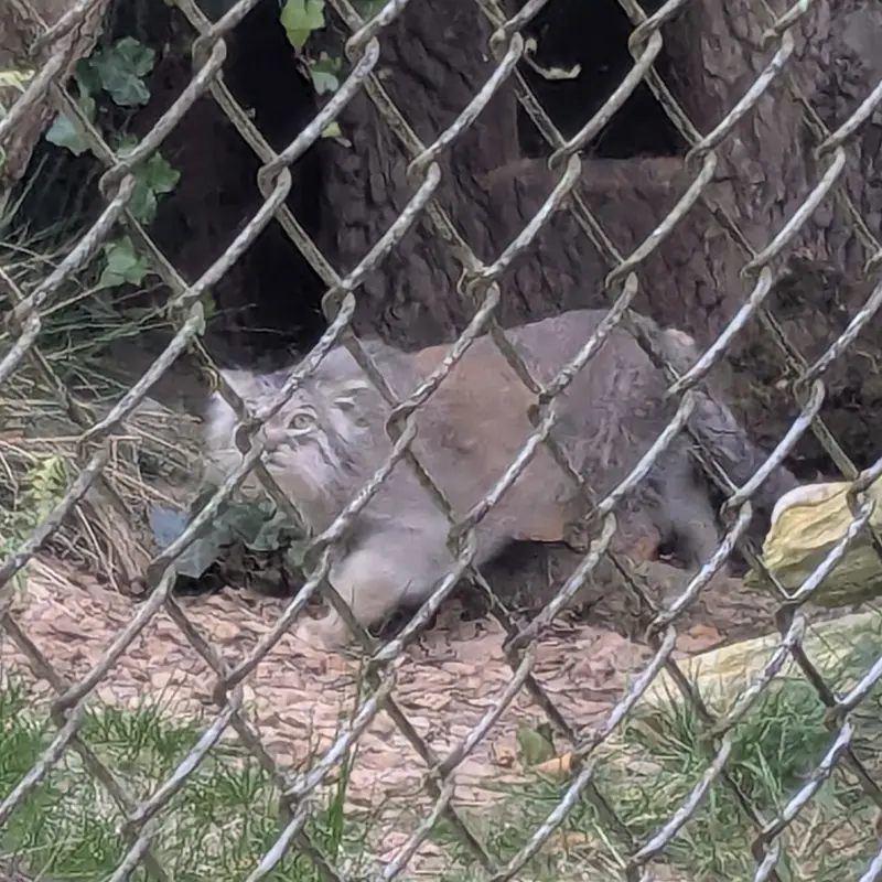 ヘラブルン動物園のプルシの写真