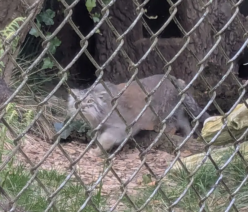 ヘラブルン動物園のプルシの写真
