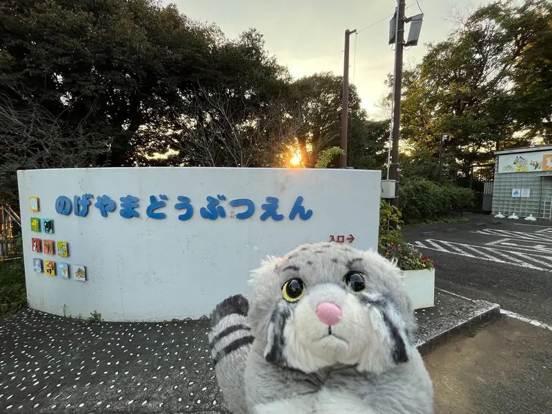 野毛山動物園のマヌルネコの写真
