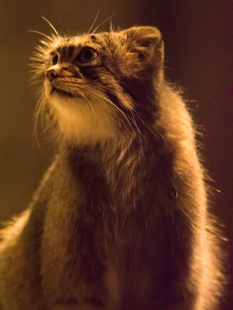 野毛山動物園のフィーガの写真