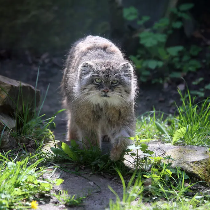 ウッチ動物園のパッツォの写真