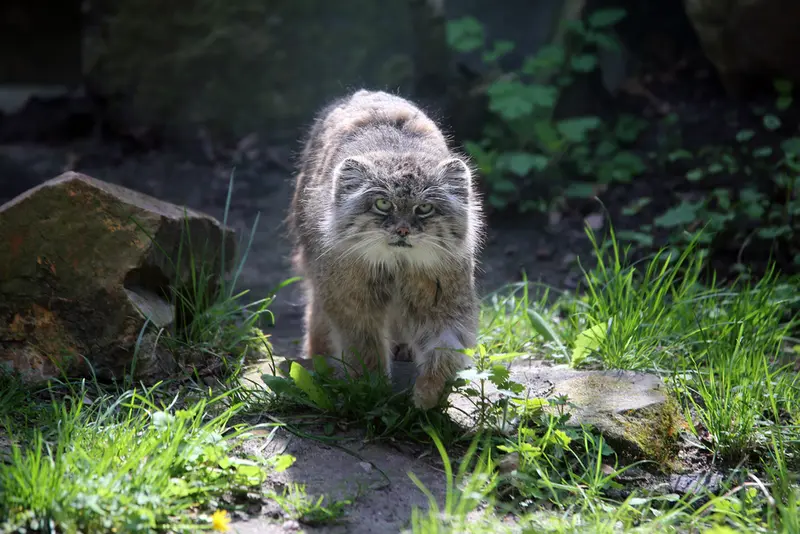 ウッチ動物園のパッツォの写真