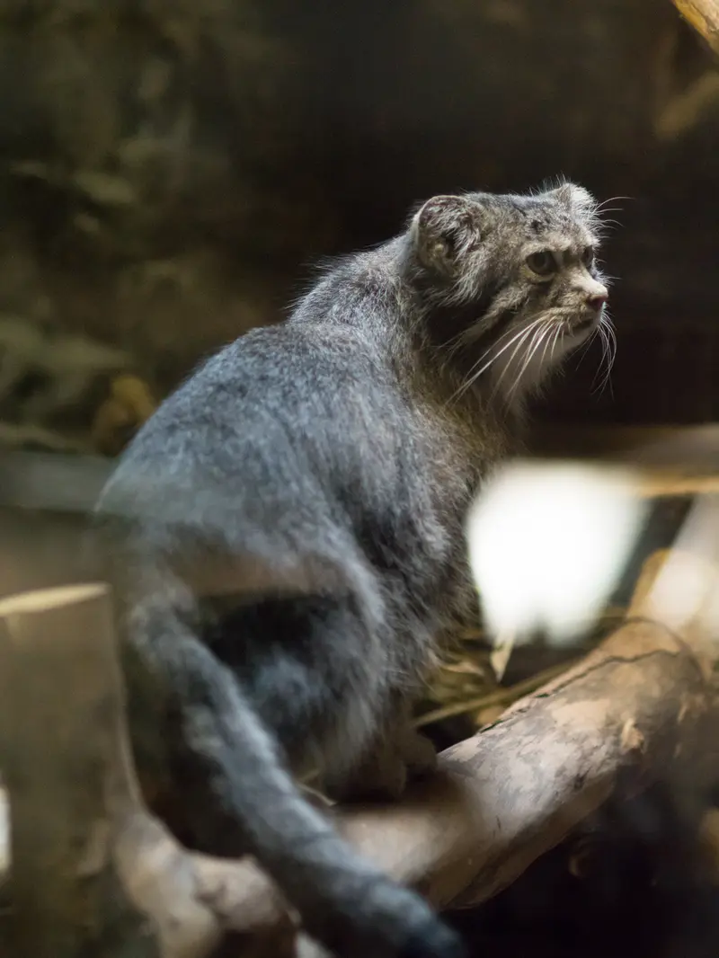 恩賜上野動物園のクリョンの写真