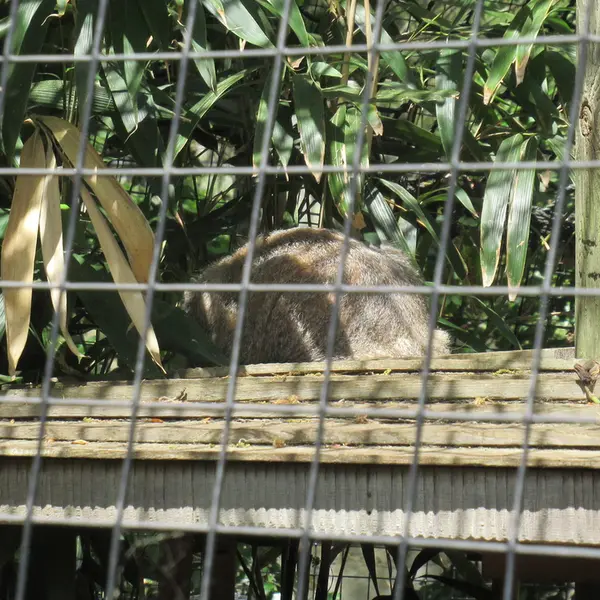 スミソニアン国立動物園のセバとアカルの写真