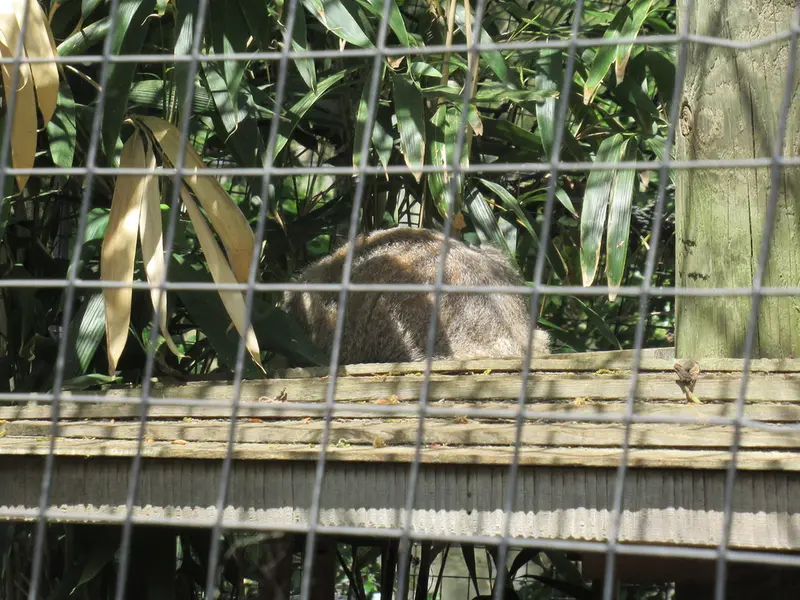 スミソニアン国立動物園のセバとアカルの写真