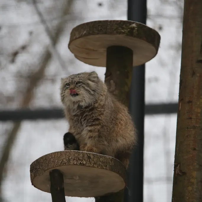 グダニスク動物園のマヌエルの写真
